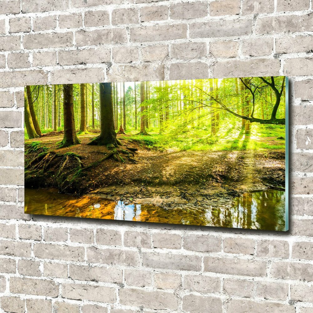 Glass art print Rays of the sun forest