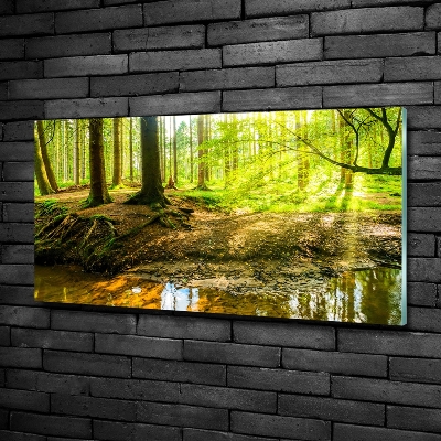 Glass art print Rays of the sun forest