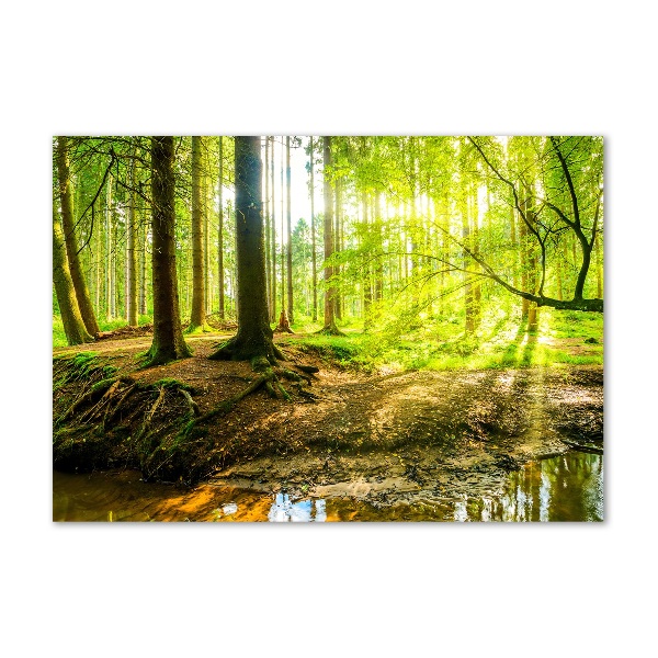 Glass art print Rays of the sun forest