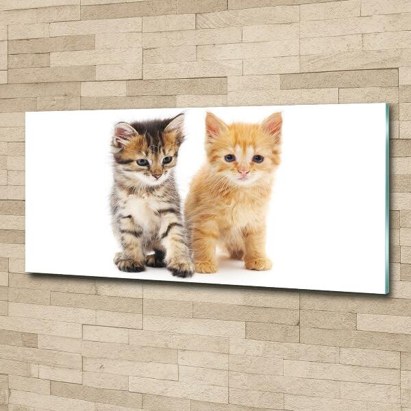 Wall art on glass Brown and red cat