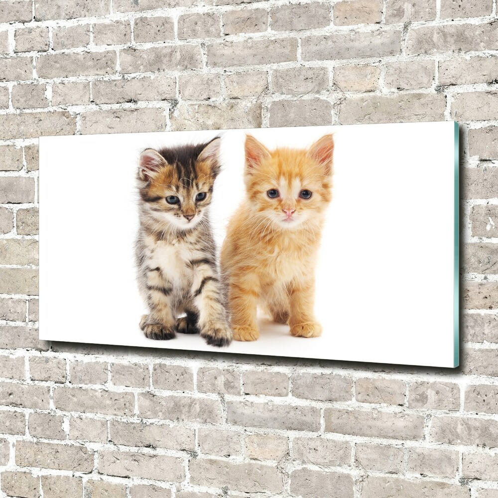 Wall art on glass Brown and red cat