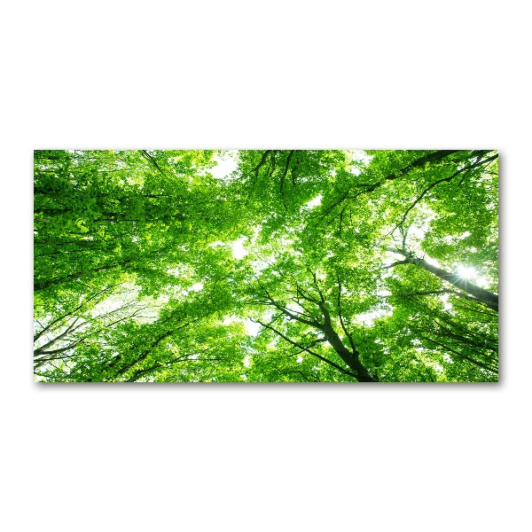 Glass picture print Green forest