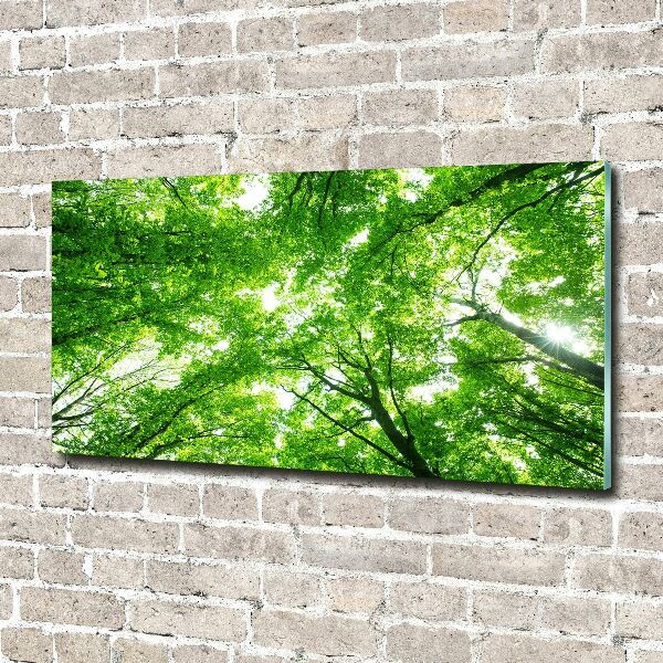 Glass picture print Green forest