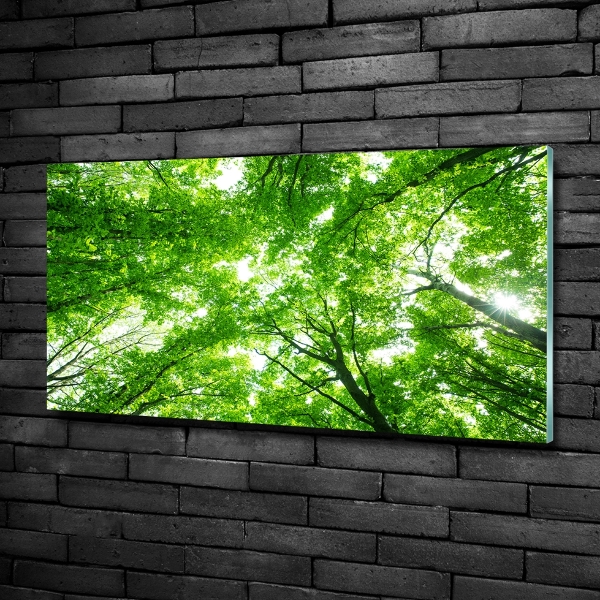 Glass picture print Green forest