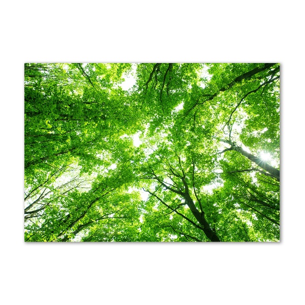 Glass picture print Green forest