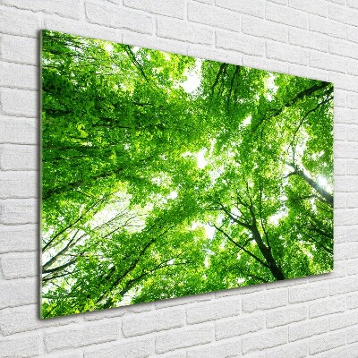 Glass picture print Green forest