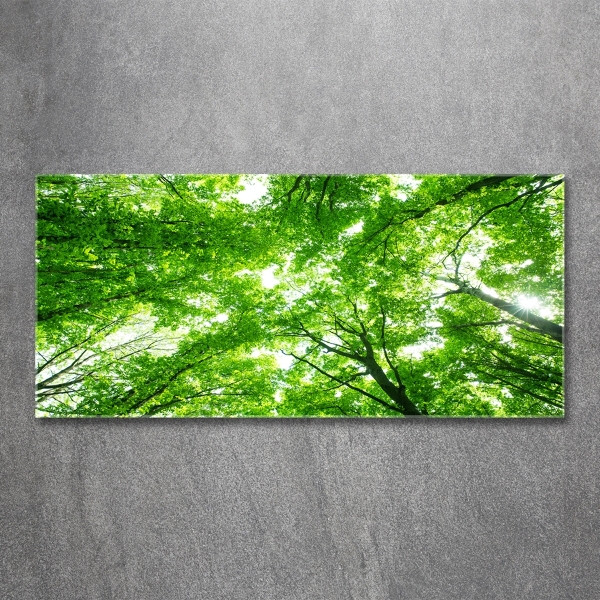 Glass picture print Green forest