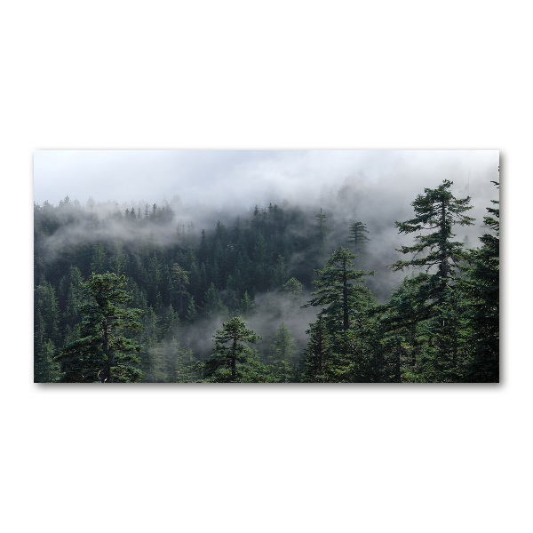 Photo printed on glass Forest fog