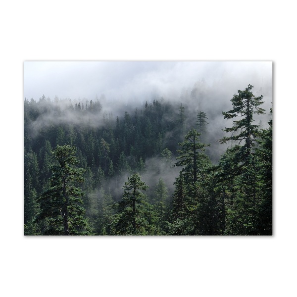 Photo printed on glass Forest fog