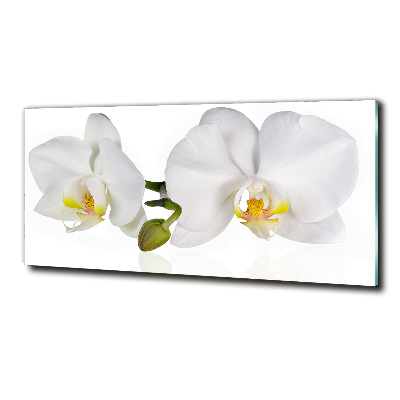 Glass picture print Orchid