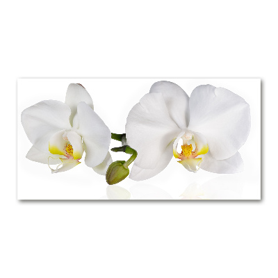 Glass picture print Orchid