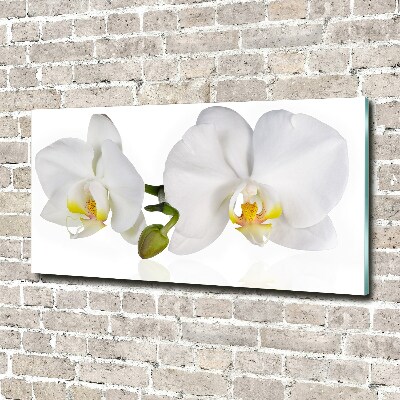 Glass picture print Orchid