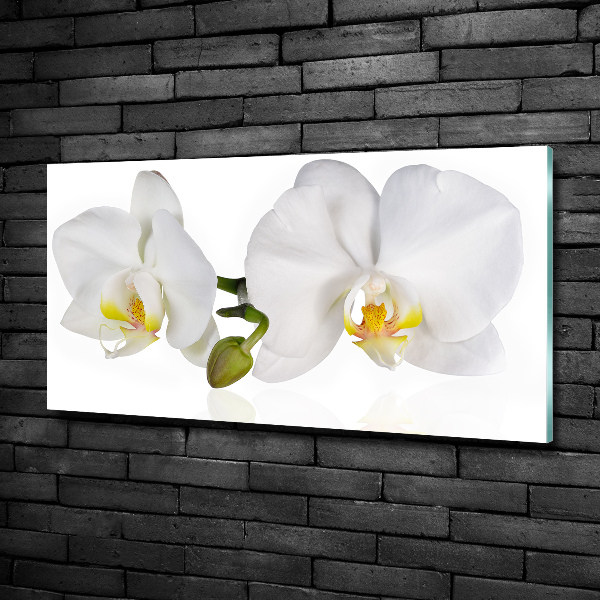 Glass picture print Orchid