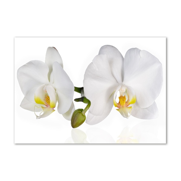 Glass picture print Orchid