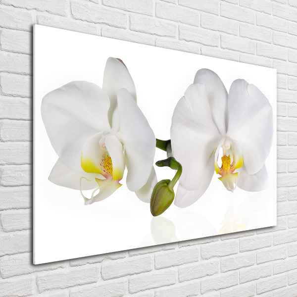 Glass picture print Orchid