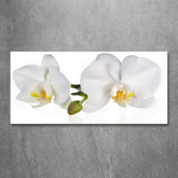 Glass picture print Orchid