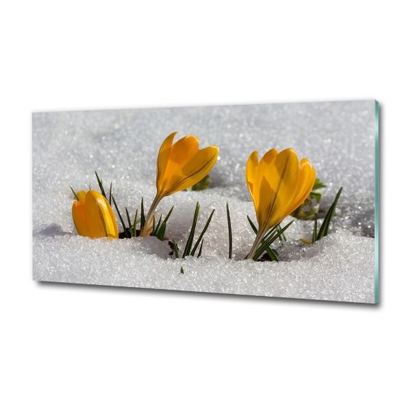 Glass picture print Crocuses in the snow