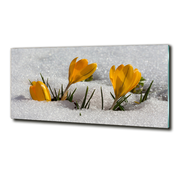 Glass picture print Crocuses in the snow