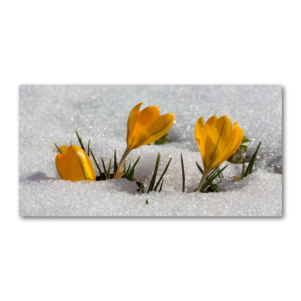 Glass picture print Crocuses in the snow