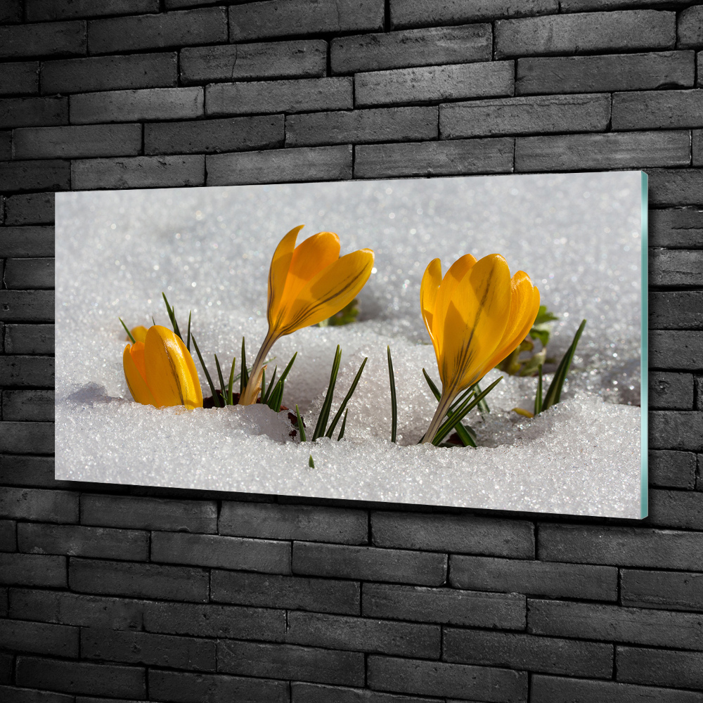 Glass picture print Crocuses in the snow