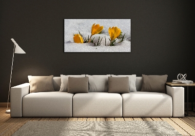 Glass picture print Crocuses in the snow