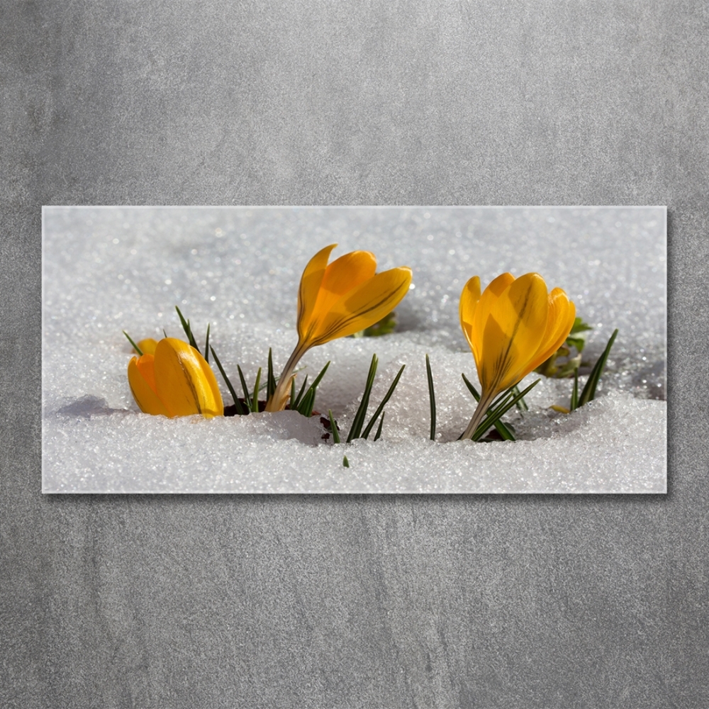 Glass picture print Crocuses in the snow