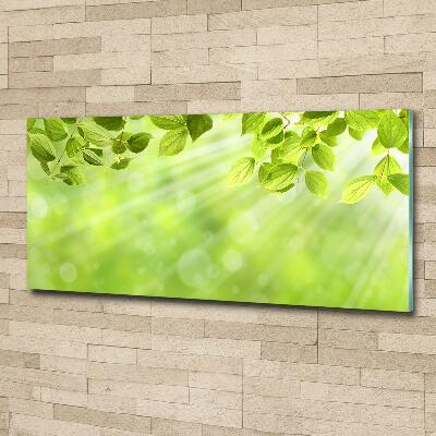 Glass picture print Leaves