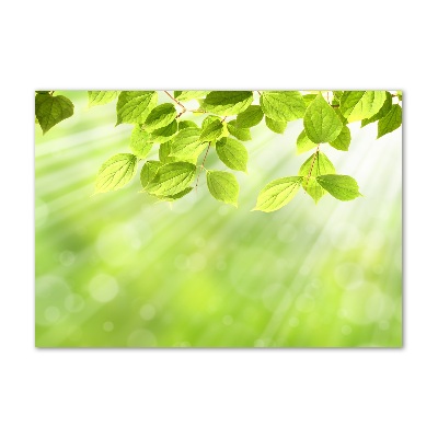 Glass picture print Leaves