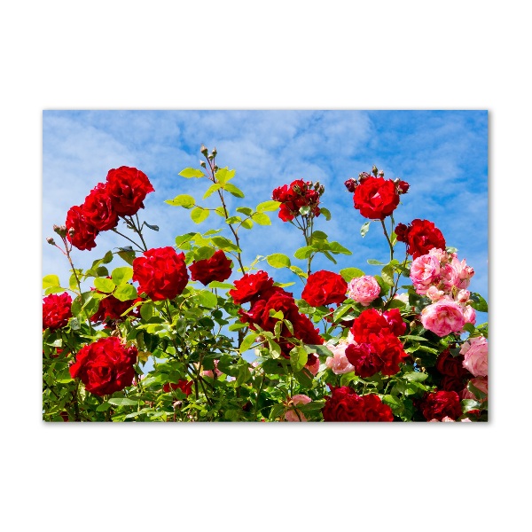 Wall art on glass Wild roses