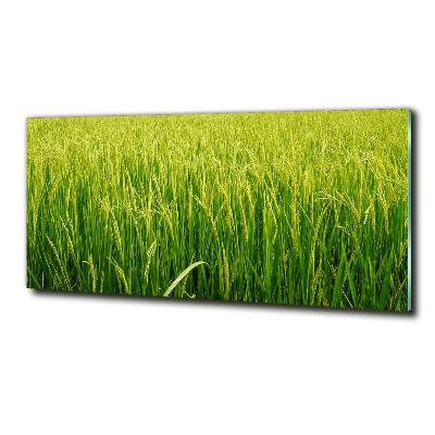 Glass wall art Rice field