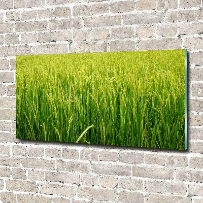 Glass wall art Rice field