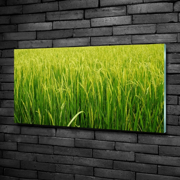 Glass wall art Rice field