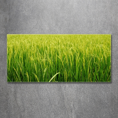 Glass wall art Rice field