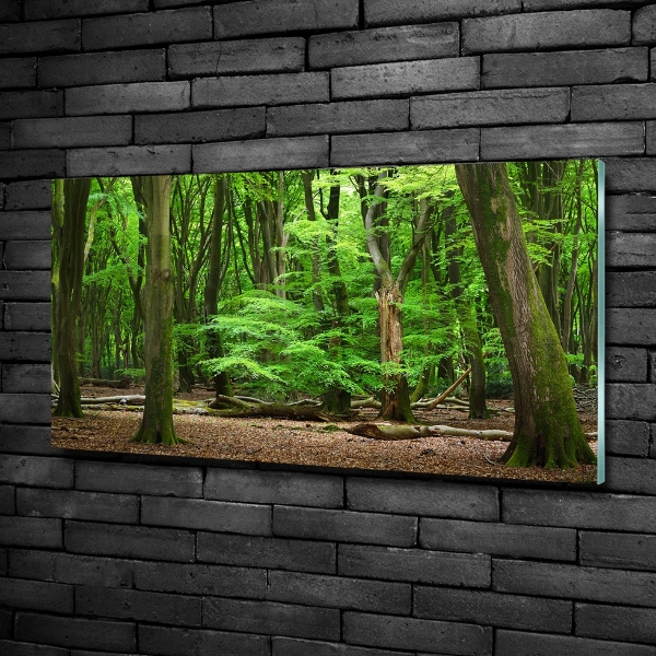 Photo printed on glass Dutch forest