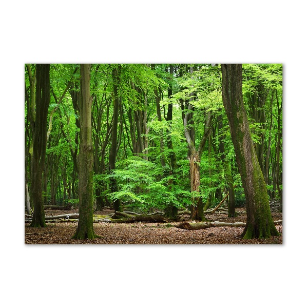 Photo printed on glass Dutch forest