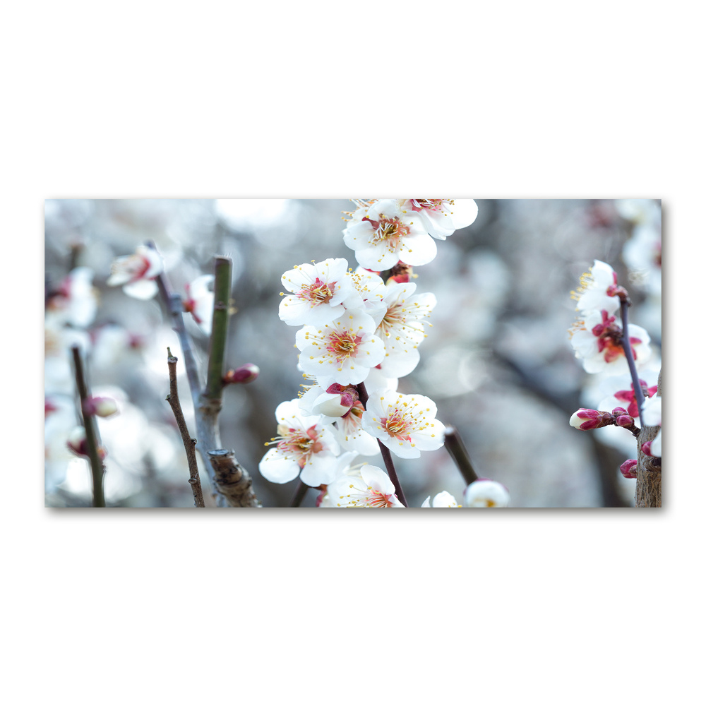 Glass wall art Cherry blossoms