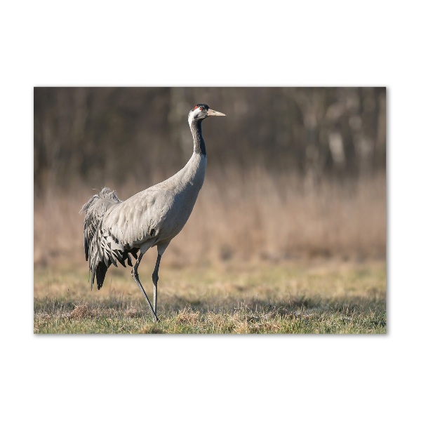 Wall art on glass Heron