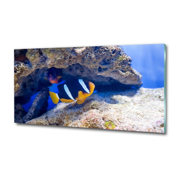 Glass art print Tropical fish