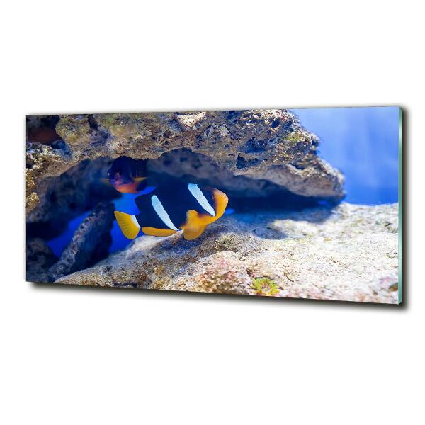 Glass art print Tropical fish