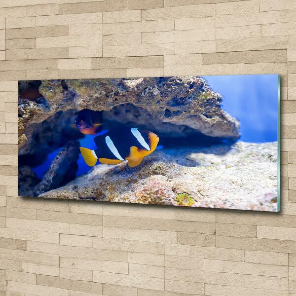 Glass art print Tropical fish