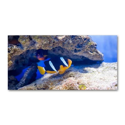 Glass art print Tropical fish