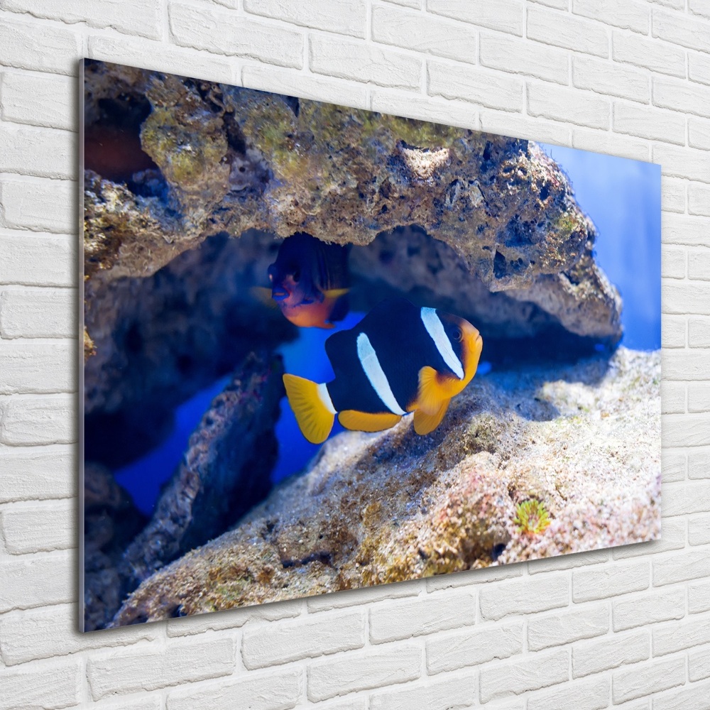 Glass art print Tropical fish