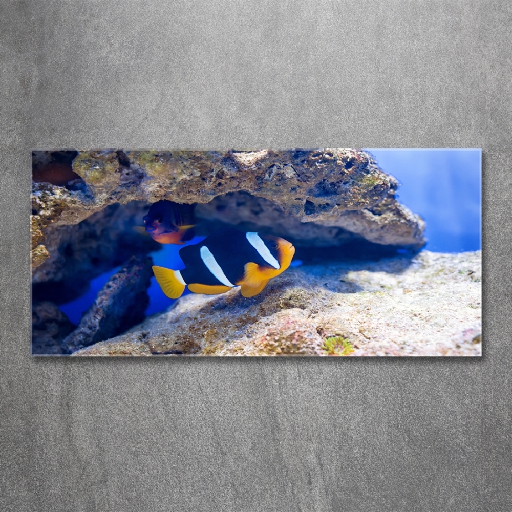 Glass art print Tropical fish