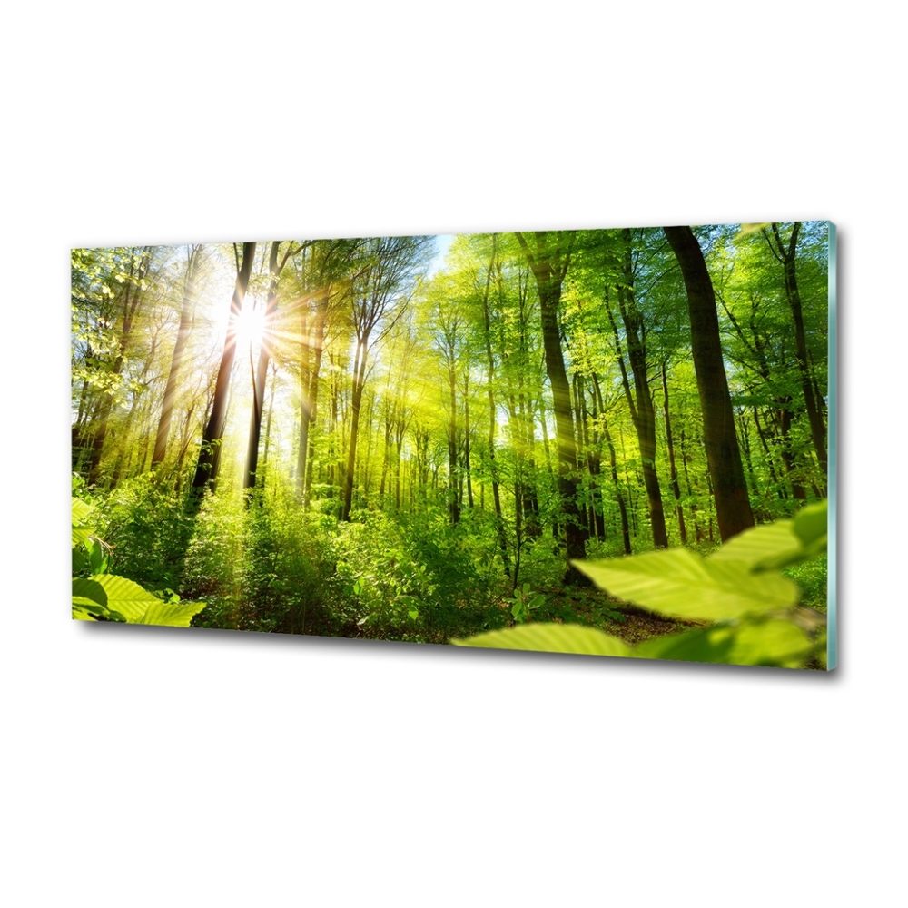 Photo printed on glass Forest in the sun