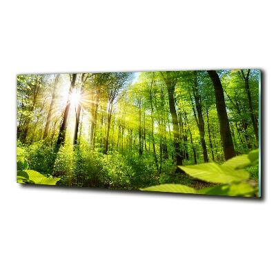 Photo printed on glass Forest in the sun