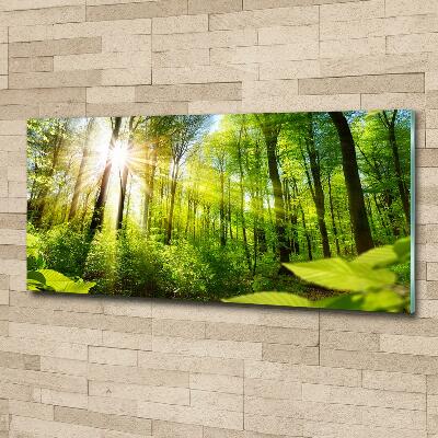 Photo printed on glass Forest in the sun