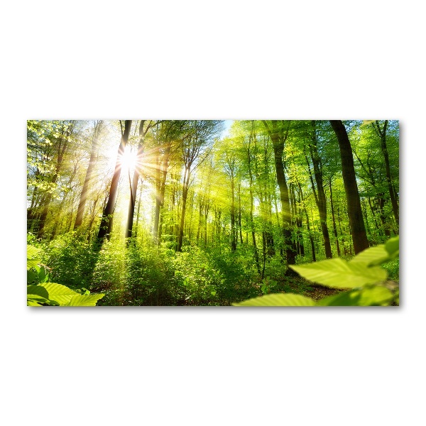 Photo printed on glass Forest in the sun