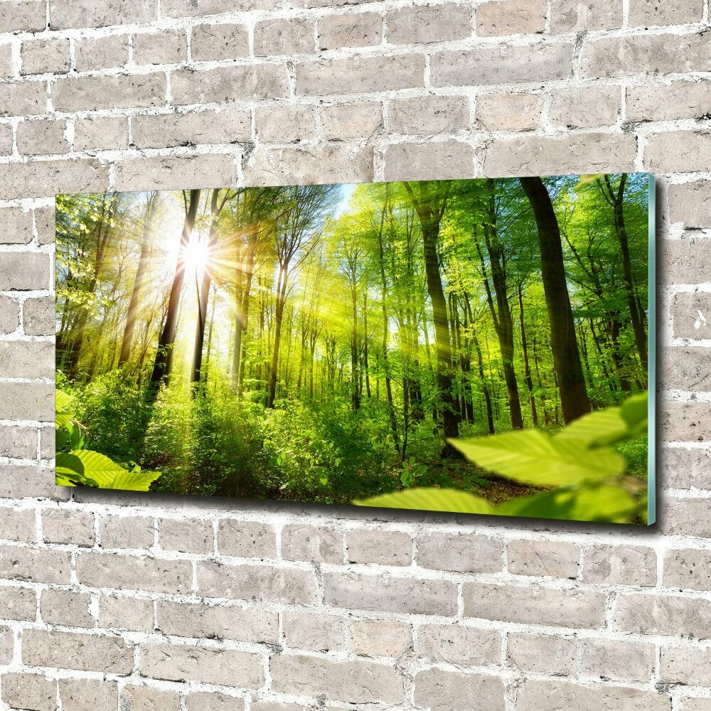 Photo printed on glass Forest in the sun