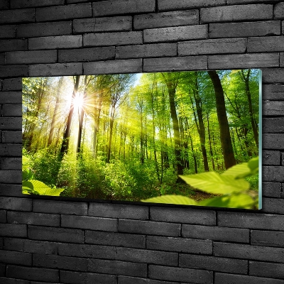 Photo printed on glass Forest in the sun