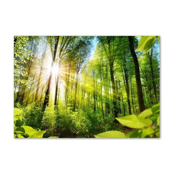 Photo printed on glass Forest in the sun